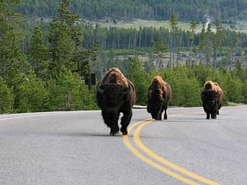 Yellowstone 004